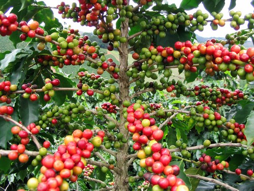 cerise de café