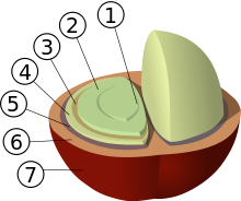 structure d'un grain de café