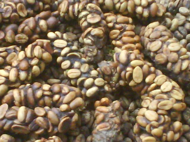crotte de luvak