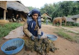 triage crotte d'elephant