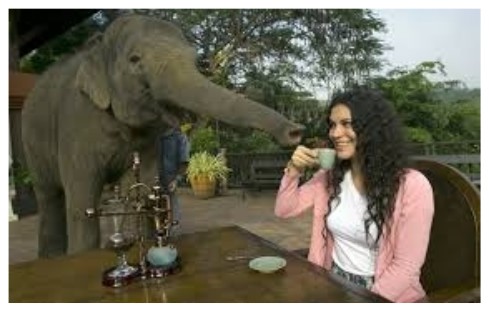 pause café avec elephant