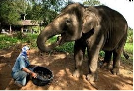 elephant