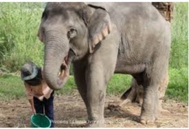 elephant