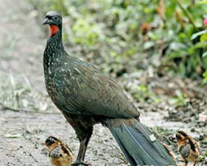  jucu bird