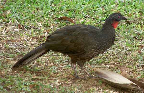 jacu-bird