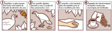 carte jucu bird