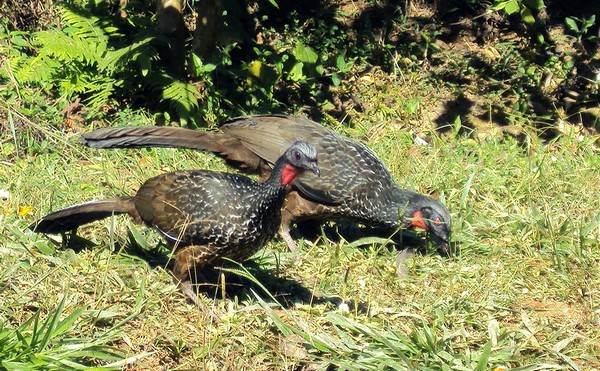 carte jucu bird