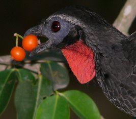 le jacu bird
