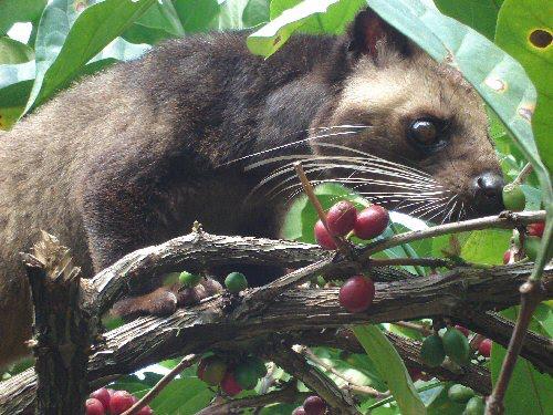 luvak qui mange des cerises de café