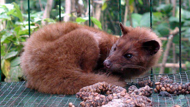 luwak